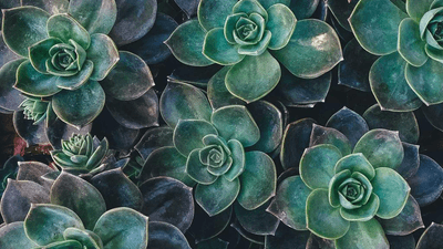 Doctor - professional stock photography