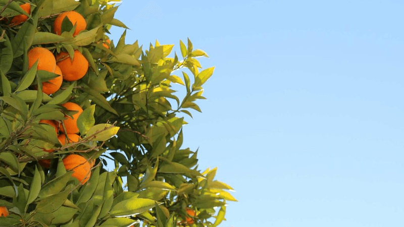 Fruits - professional stock photography