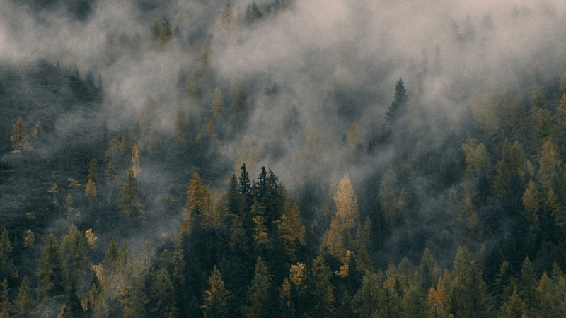 Fruits - professional stock photography