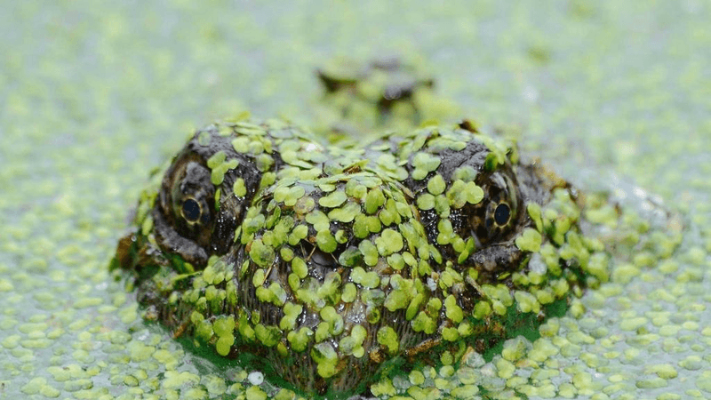 Healthy Food - professional stock photography
