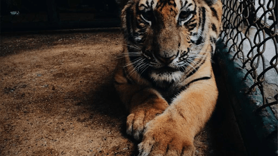 Running - professional stock photography