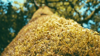 Salad - professional stock photography