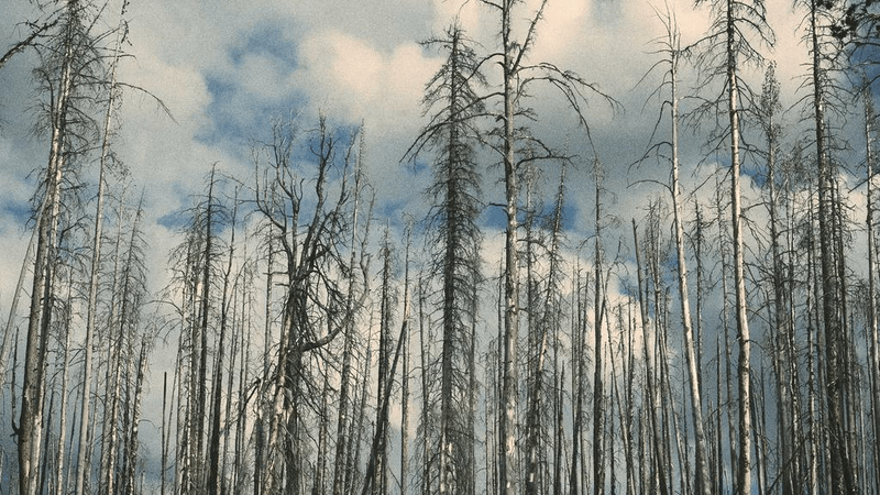 Smoothie - professional stock photography