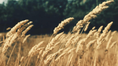 Wellness - professional stock photography